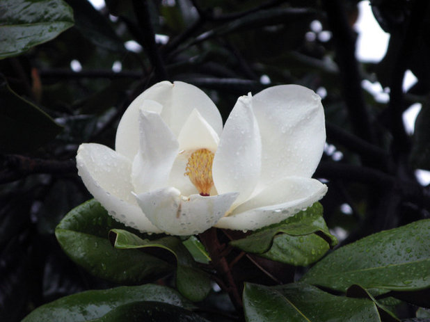 Garden Magnolia grandiflora (Southern Magnolia)