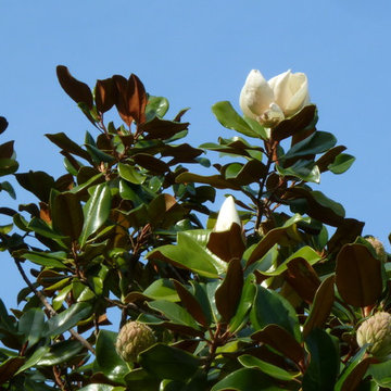Magnolia grandiflora (Southern Magnolia)