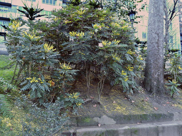 Landscape Mahonia Aquifolium