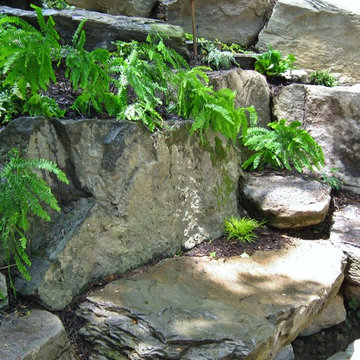 MAIDENHAIR FERNS CASCADE OUT OF CLEFTS IN BOULDER OUTCROPPING