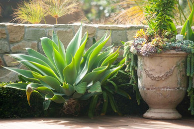 Design ideas for a mediterranean landscaping in Los Angeles.