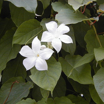 Mandevilla suaveolens / Mandevilla laxa