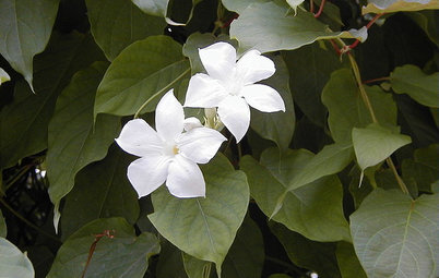 Great Design Plant: Chilean Jasmine