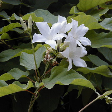 Mandevilla suaveolens / Mandevilla laxa