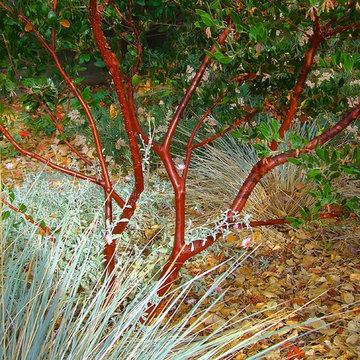 Manzanita Bark Color