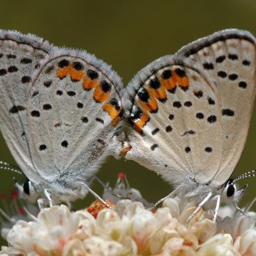 Mating pair of Acmon Blue butterflies