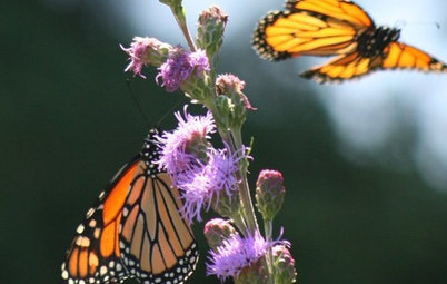 Great Design Plant: Meadow Blazing Star (Liatris Ligulistylis)