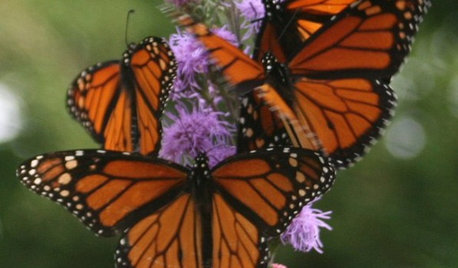 Lebende Kunstwerke: So machen Sie Ihren Garten fit für Schmetterlinge