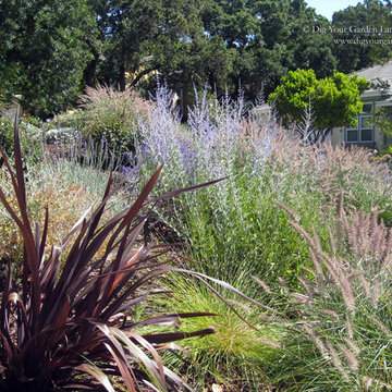 Mediterranean Front Hillside Garden - Novato, California