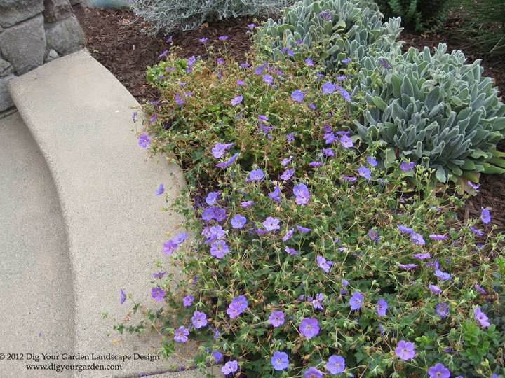 Concrete Pavers - Front Yard