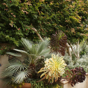 Mediterranean Paradise Garden, Coronado, California