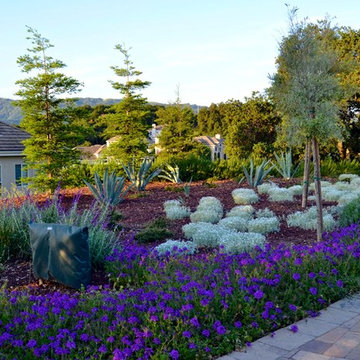 Mediterranean Xeriscape Garden