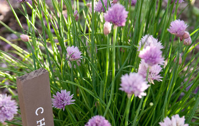 Simple Pleasures: Savor the First Spring Day in the Garden