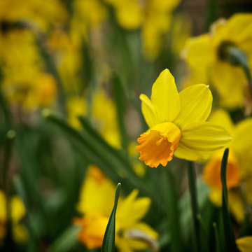 Mequon - Spring Bulb Splendor