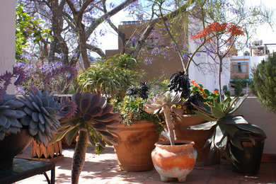 Mexico: Succulent Terrace