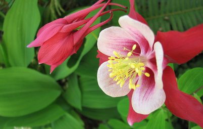 Great Design Plant: Columbine Grows Happily in Shade and Sun