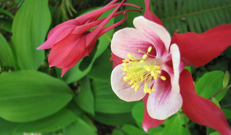 Great Design Plant: Columbine Grows Happily in Shade and Sun