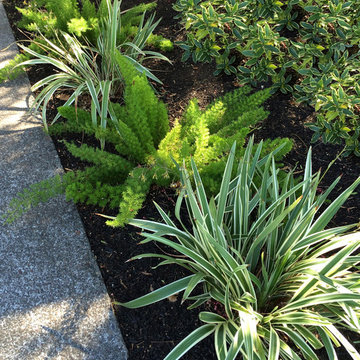 Mid Century Modern Landscape Transformation