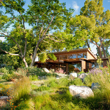 Mid-Century with Meadow