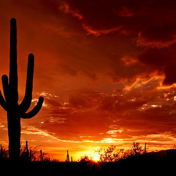 Might Saguaros Stand Tall in the Desert Landscape