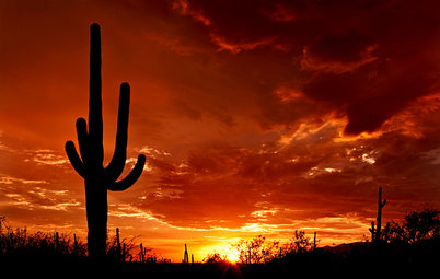 Meet the Mighty Saguaro of the Desert Landscape