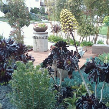 Millbrae Succulent Garden / Flora Grubb