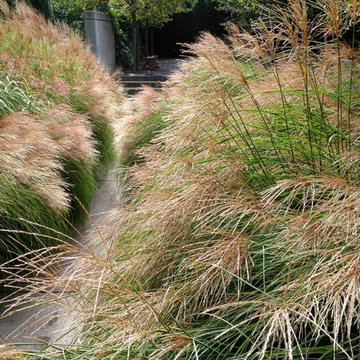 Miscanthus