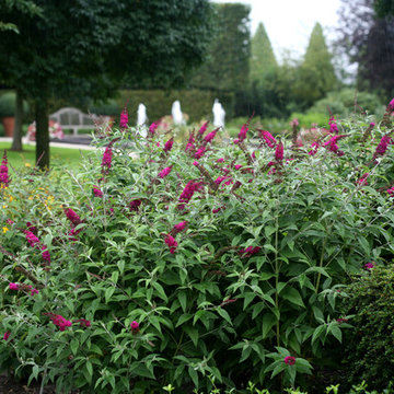'Miss Ruby' Butterfly Bush (Buddleia)