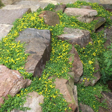 Mississauga Lake, stone retaining wall planted with creeping jenny