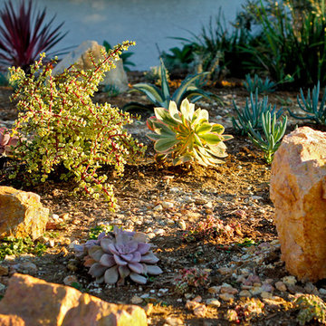 Mixing rocks and succulents, a colorful xerispace design