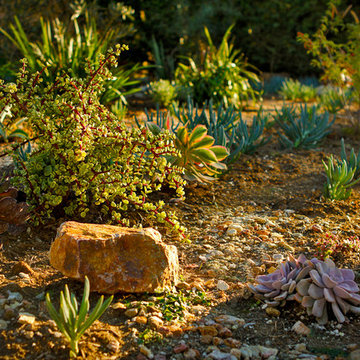 Mixing rocks and succulents, Drought Tolerant Garden