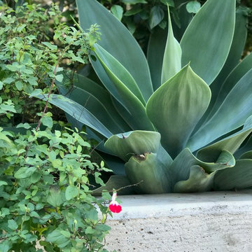 Modern & Drought Tolerant Landscape in Banker's Hill