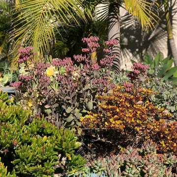 Modern & Drought Tolerant Landscape in Banker's Hill