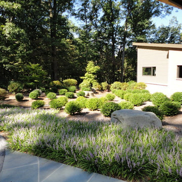 Modern architecture: Deer-friendly Boxwood will merge to create flowing hills in