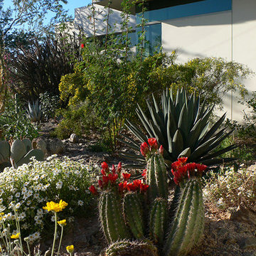 Modern Botanical Garden | Desert Landscape