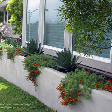 Modern Landscape and Planters with Architectural Plants - Greenbrae, CA