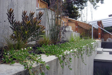Kleiner Moderner Hanggarten im Herbst mit Kübelpflanzen, direkter Sonneneinstrahlung und Betonboden in San Francisco