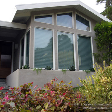 Modern Landscape with Architectural Plants - Greenbrae, CA