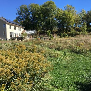 Modern Meadow Homestead - pollinator meadow