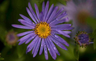Great Design Plant: Aster