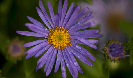 Great Design Plant: Aster