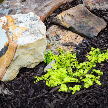 Moneywort Groundcover and Natural Stone