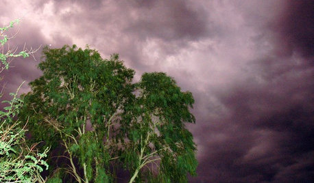 How to Get Your Landscape Ready for Summer Storms