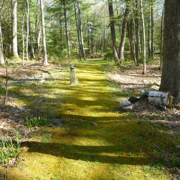 Moss path to the lake - north side