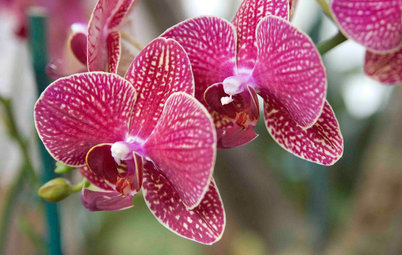 Orchids 101: How to Keep Your Moth Orchids Alive and Blooming