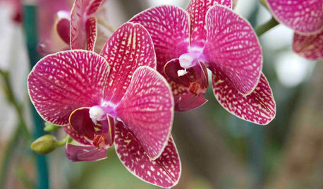 Indoor Plant Profile: Moth Orchids