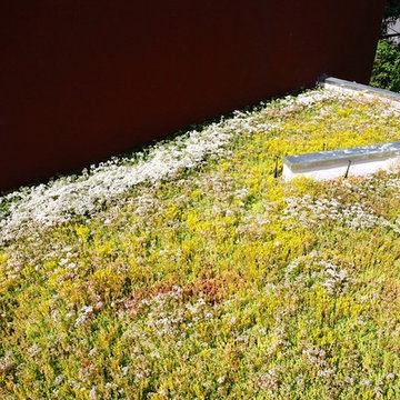 Mountain View Green Roof