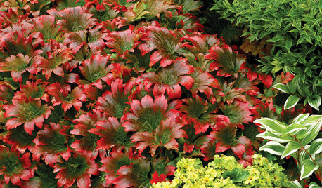 Great Design Plant: Red-Leafed Mukdenia