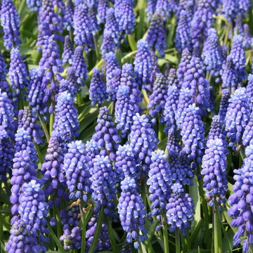 Muscari