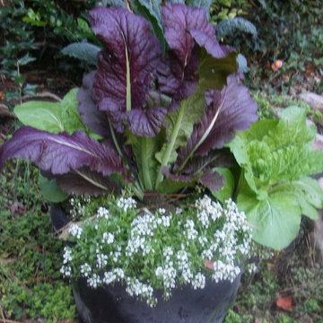 Mustard, kale, lettuce and annuals in pots